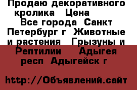 Продаю декоративного кролика › Цена ­ 500 - Все города, Санкт-Петербург г. Животные и растения » Грызуны и Рептилии   . Адыгея респ.,Адыгейск г.